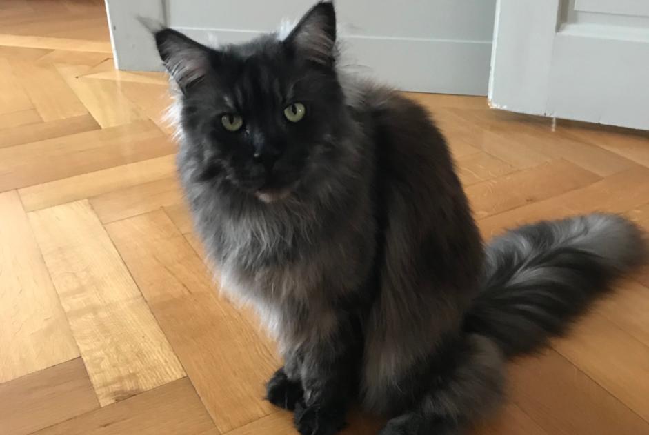 Vermisstmeldung Katze  Weiblich , 16 jahre Genève Schweiz