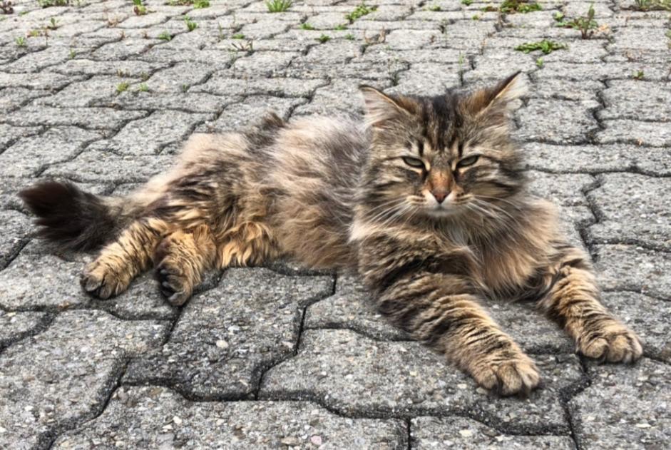 Vermisstmeldung Katze rassenmischung  Männliche , 9 jahre Versoix Schweiz