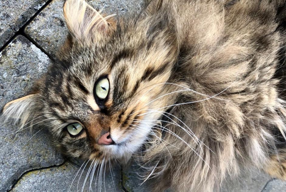 Vermisstmeldung Katze rassenmischung  Männliche , 9 jahre Versoix Schweiz