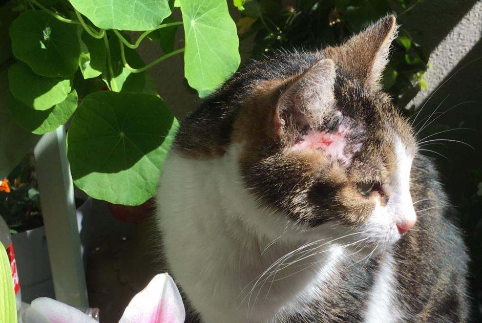 Vermisstmeldung Katze Weiblich , 17 jahre Chêne-Bourg Schweiz