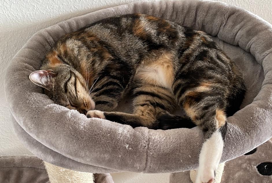 Vermisstmeldung Katze rassenmischung  Weiblich , 2 jahre Lausanne Schweiz