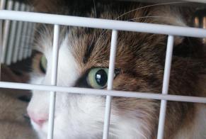 Fundmeldung Katze   Unbekannt Arvillard Schweiz