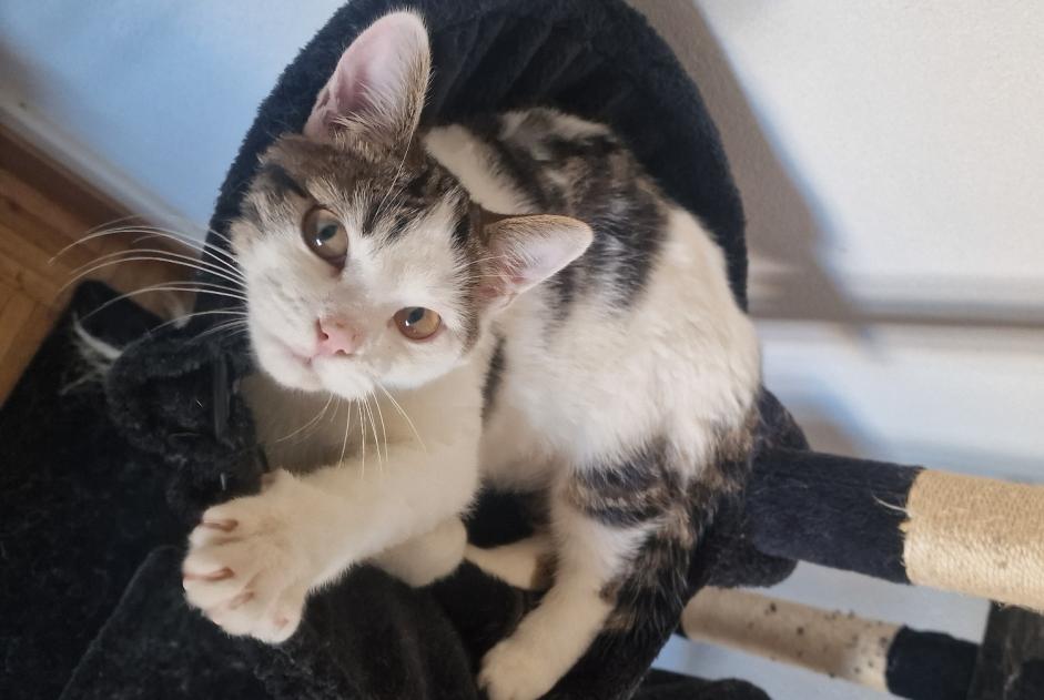 Vermisstmeldung Katze  Männliche , 2 jahre Blonay - Saint-Légier Schweiz