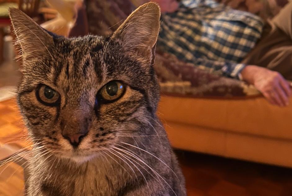 Vermisstmeldung Katze rassenmischung  Weiblich , 15 jahre Chalais Schweiz