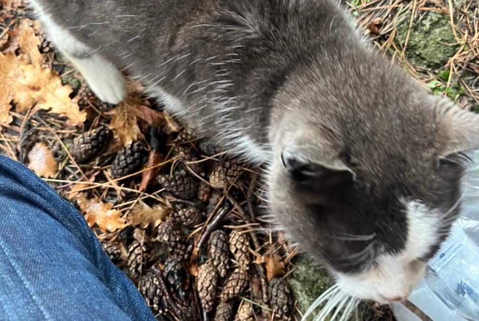 Fundmeldung Katze Unbekannt Vernayaz Schweiz