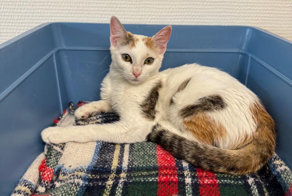 Fundmeldung Katze rassenmischung  Weiblich , Zwischen 4 und 6 Monaten Epalinges Schweiz