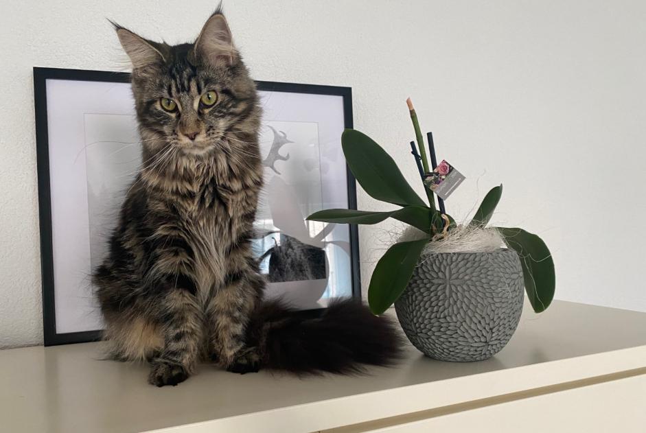 Disappearance alert Cat miscegenation  Female , 5 years Gunzgen Switzerland