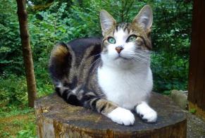 Disappearance alert Cat miscegenation  Female , 13 years Le Mouret Switzerland