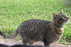 Disappearance alert Cat miscegenation  Male , 11 years Cottens Switzerland