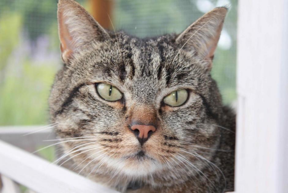 Disappearance alert Cat miscegenation  Male , 11 years Cottens Switzerland