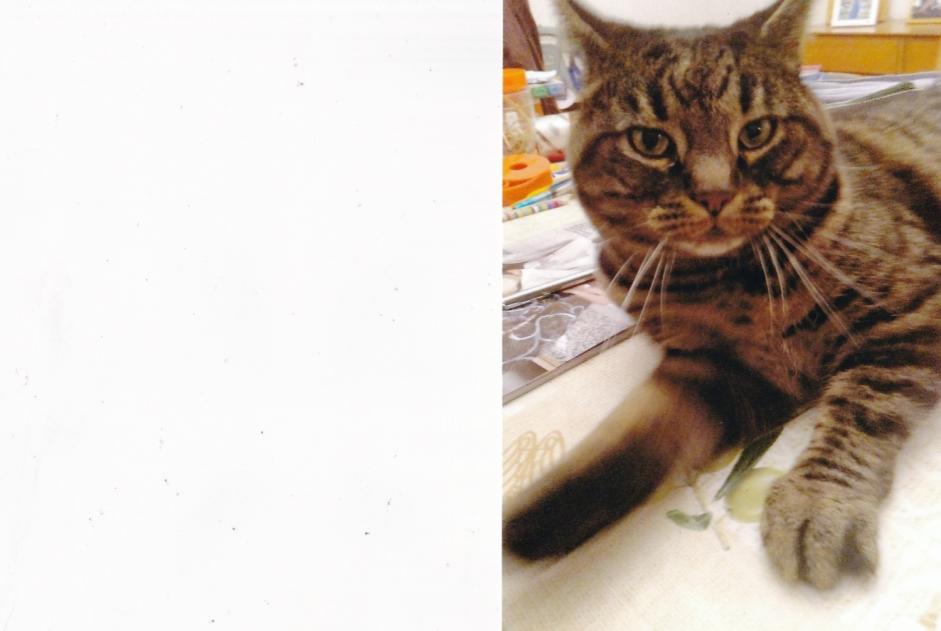 Disappearance alert Cat  Male , 6 years La Grande Béroche Switzerland