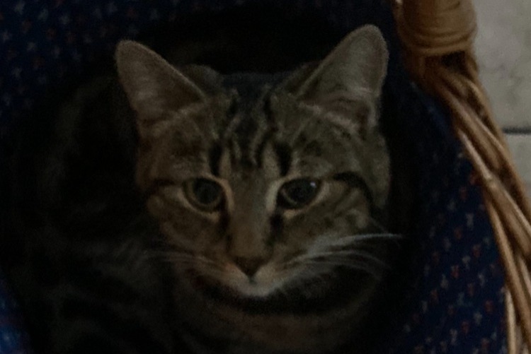 Disappearance alert Cat miscegenation  Female , 2 years Tentlingen Switzerland