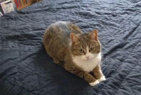 Disappearance alert Cat miscegenation  Female , 8 years Bussigny Switzerland