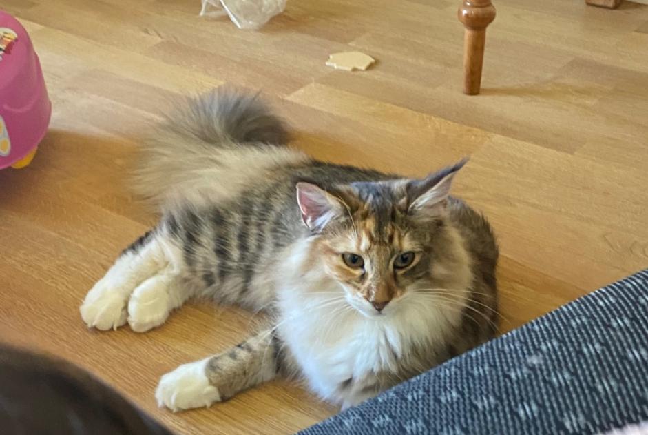 Disappearance alert Cat  Female , 2 years Epalinges Switzerland