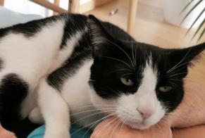 Disappearance alert Cat miscegenation  Male , 6 years Préverenges Switzerland