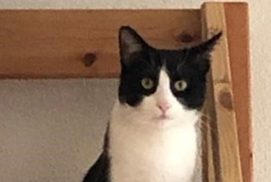 Disappearance alert Cat miscegenation  Male , 6 years Préverenges Switzerland