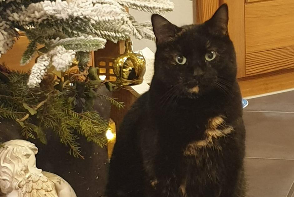 Disappearance alert Cat Female , 7 years Broc Switzerland