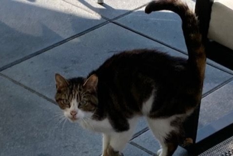 Discovery alert Cat Female Vully-les-Lacs Switzerland