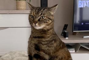 Disappearance alert Cat miscegenation  Female , 8 years Romont Switzerland