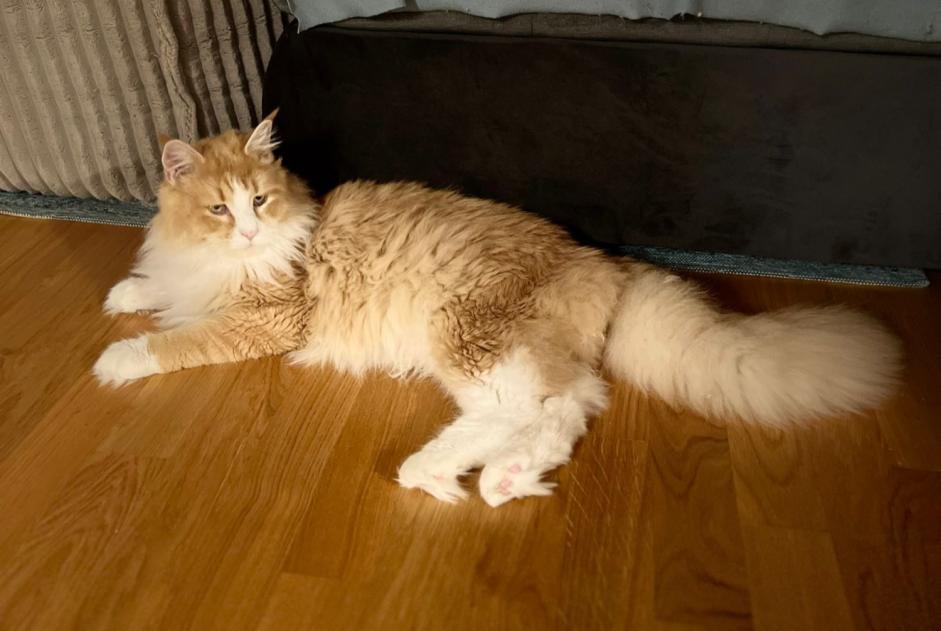 Disappearance alert Cat  Male , 3 years Burgdorf Switzerland