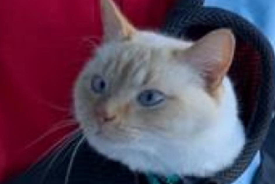 Disappearance alert Cat miscegenation  Male , 3 years Isérables Switzerland