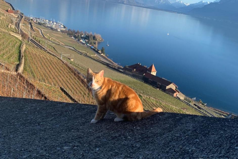 Disappearance alert Cat Male , 5 years Châtel-Saint-Denis Switzerland