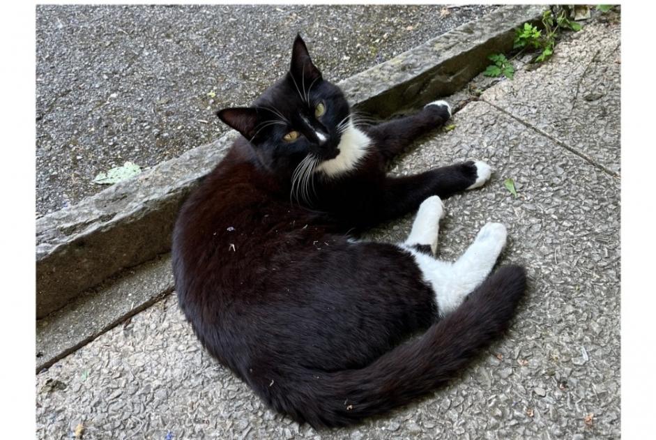 Disappearance alert Cat miscegenation  Male , 4 years Lausanne Switzerland