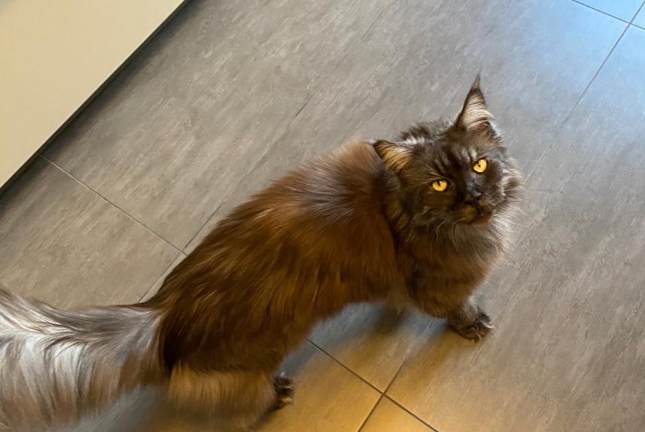 Alerta de Desaparición Gato  Hembra , 16 años Genève Suiza