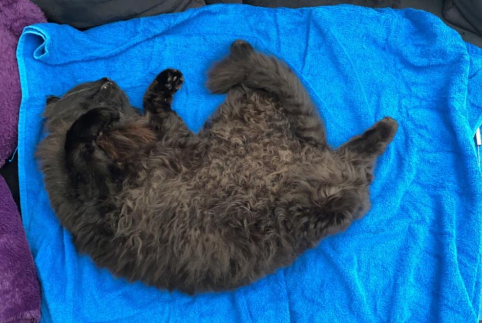 Alerta de Desaparición Gato Macho , 6 años Wünnewil-Flamatt Suiza