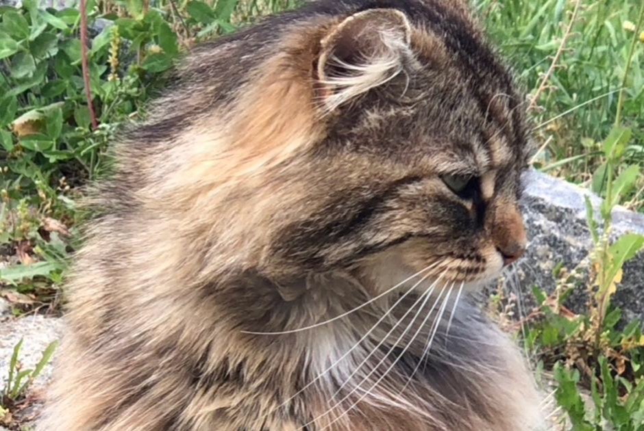 Alerta de Desaparición Gato cruce  Macho , 9 años Versoix Suiza