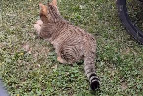 Alerta de Desaparición Gato cruce  Macho , 3 años Gy Suiza