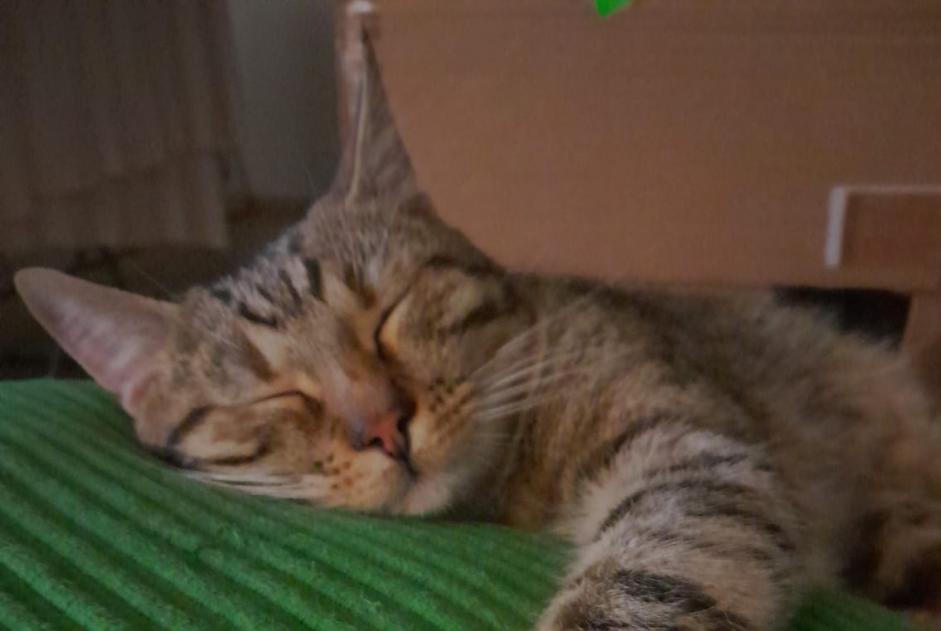 Alerta de Desaparición Gato cruce  Macho , 3 años Gy Suiza