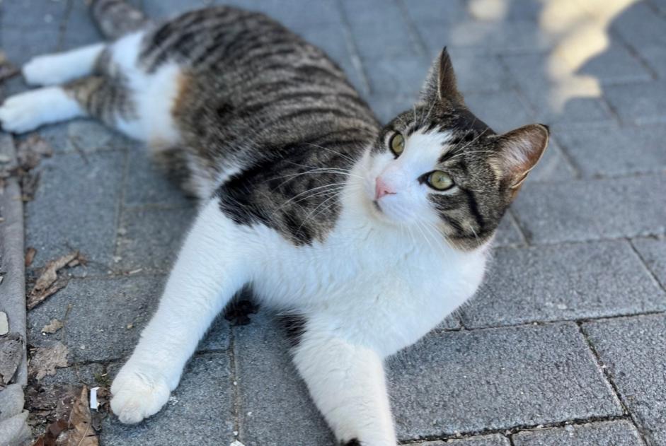 Alerta de Desaparición Gato cruce  Macho , 5 años Crans-Montana Suiza