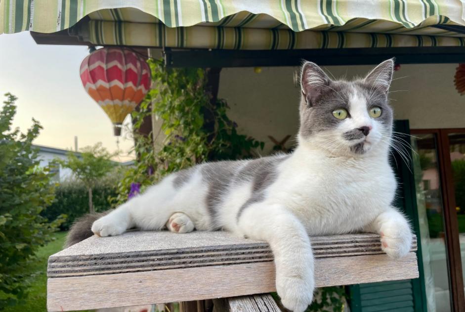 Alerta de Desaparición Gato cruce  Hembra , 3 años Collombey-Muraz Suiza