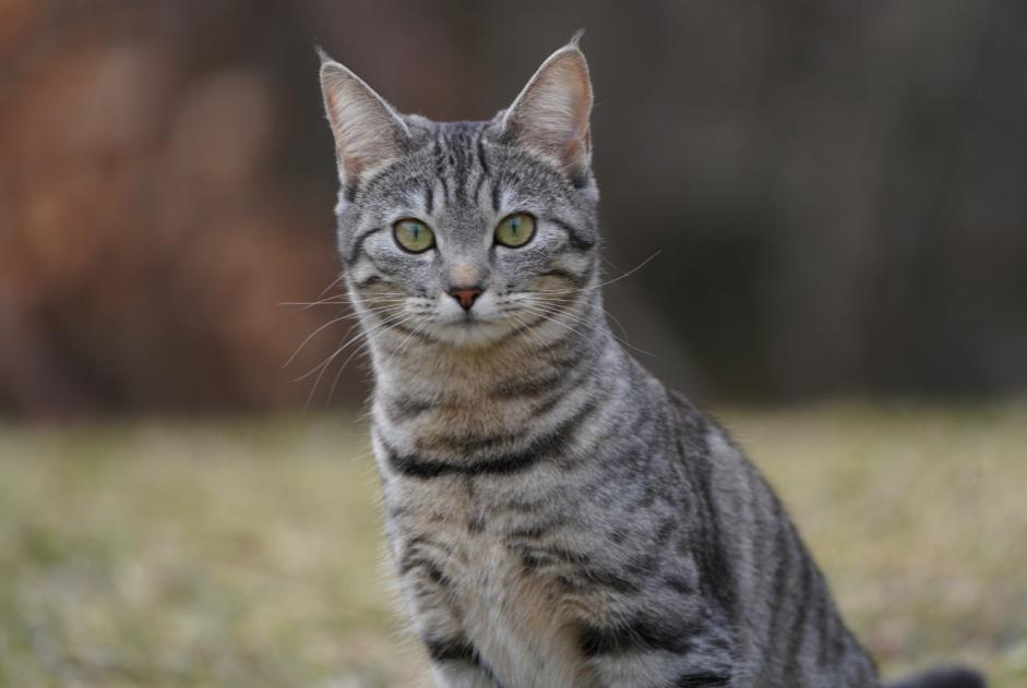 Alerta de Desaparición Gato cruce  Hembra , 3 años Gryon Suiza