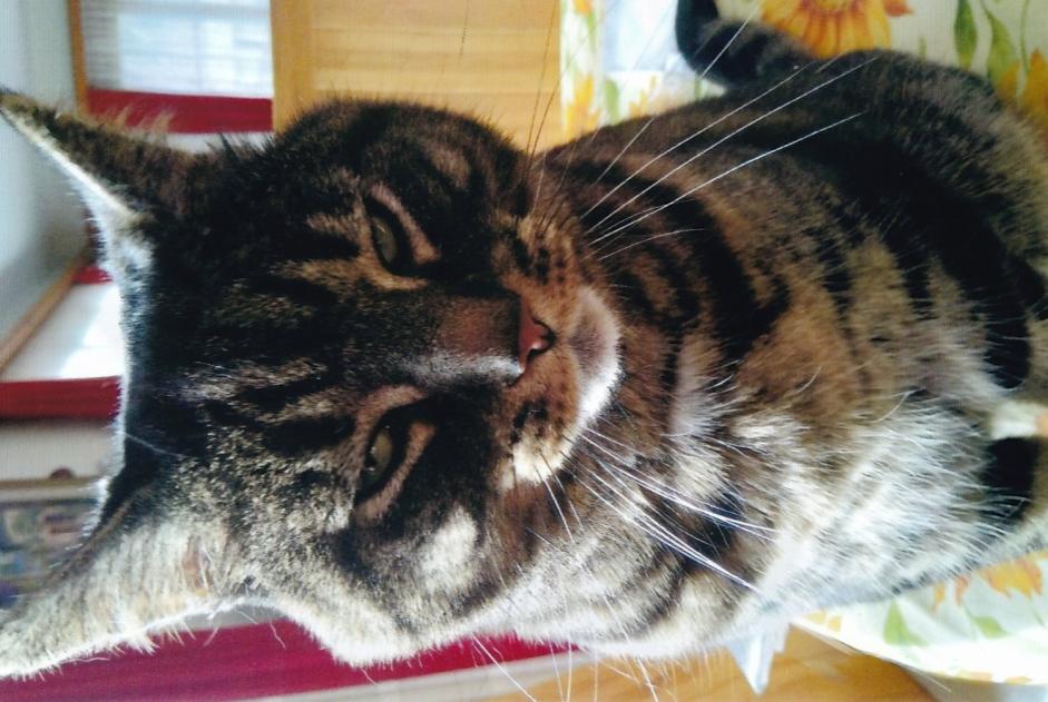 Alerta de Desaparición Gato  Macho , 6 años La Grande Béroche Suiza