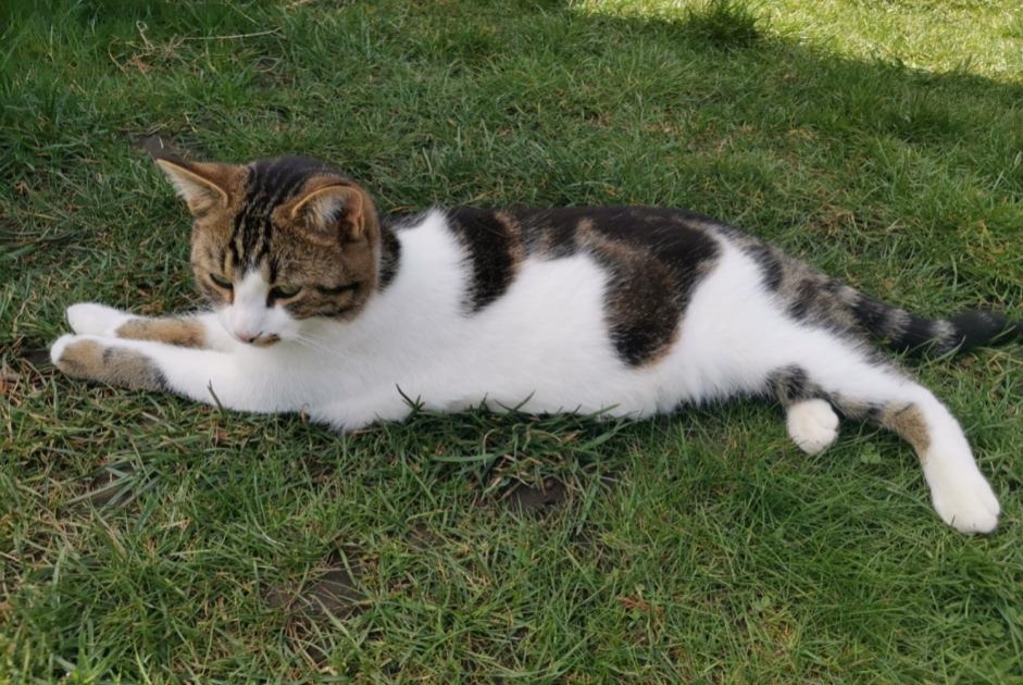 Alerta de Desaparición Gato Macho , 5 años La Rippe Suiza