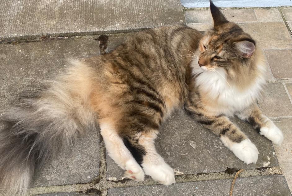 Alerta de Desaparición Gato  Hembra , 2 años Epalinges Suiza