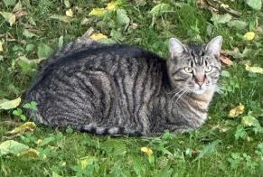 Alerta de Desaparición Gato Macho , 4 años Givisiez Suiza