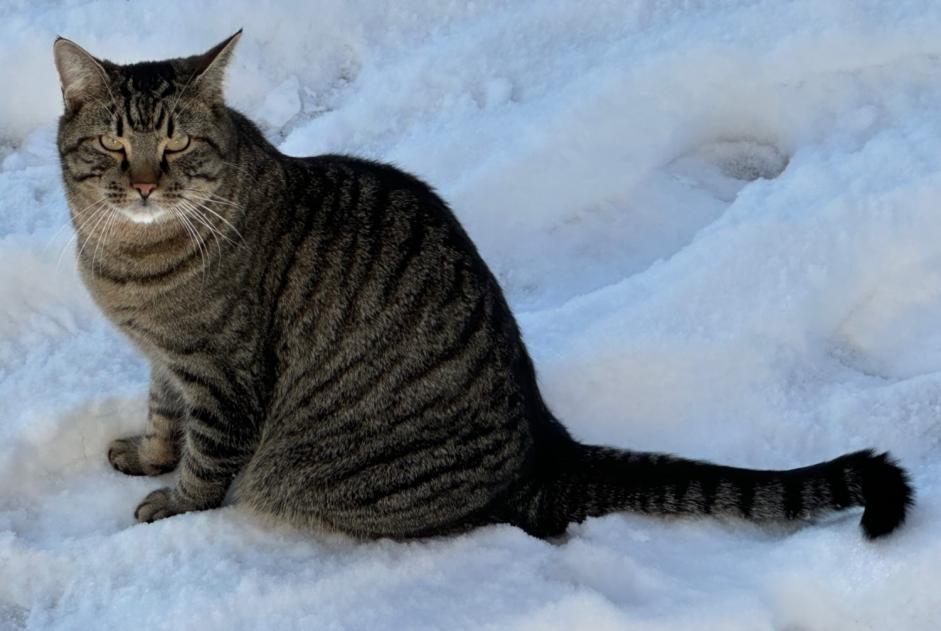 Alerta de Desaparición Gato Macho , 4 años Givisiez Suiza