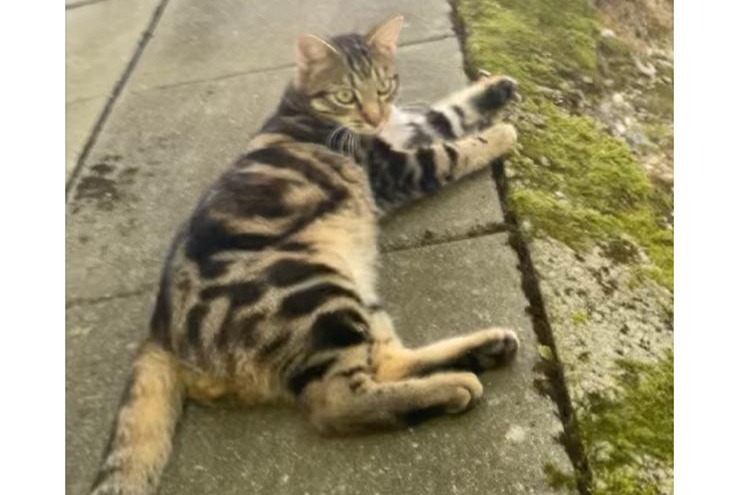 Alerta de Desaparición Gato Macho , 2 años Lausanne Suiza