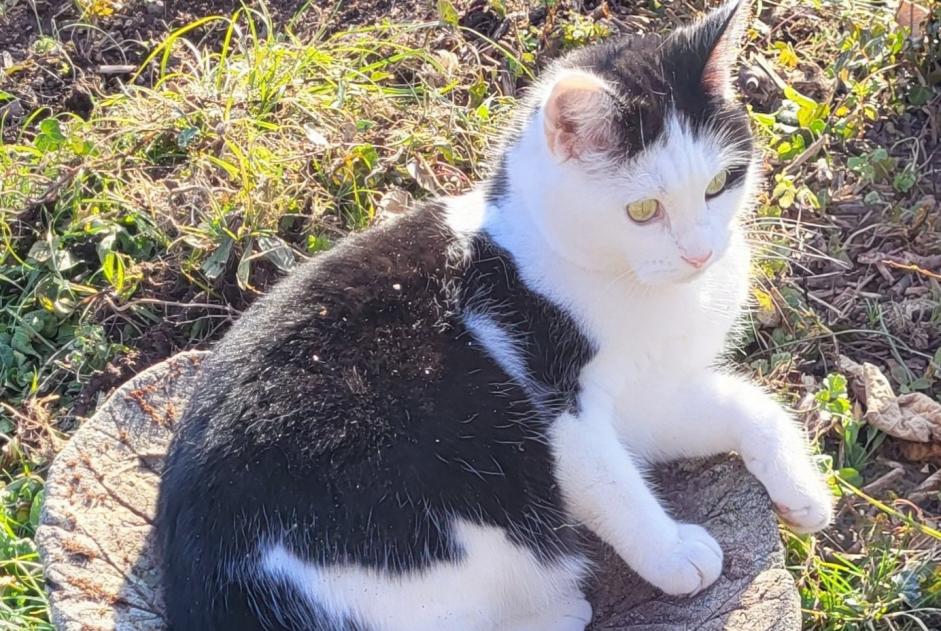 Alerta de Desaparición Gato Hembra , 4 años Blonay - Saint-Légier Suiza