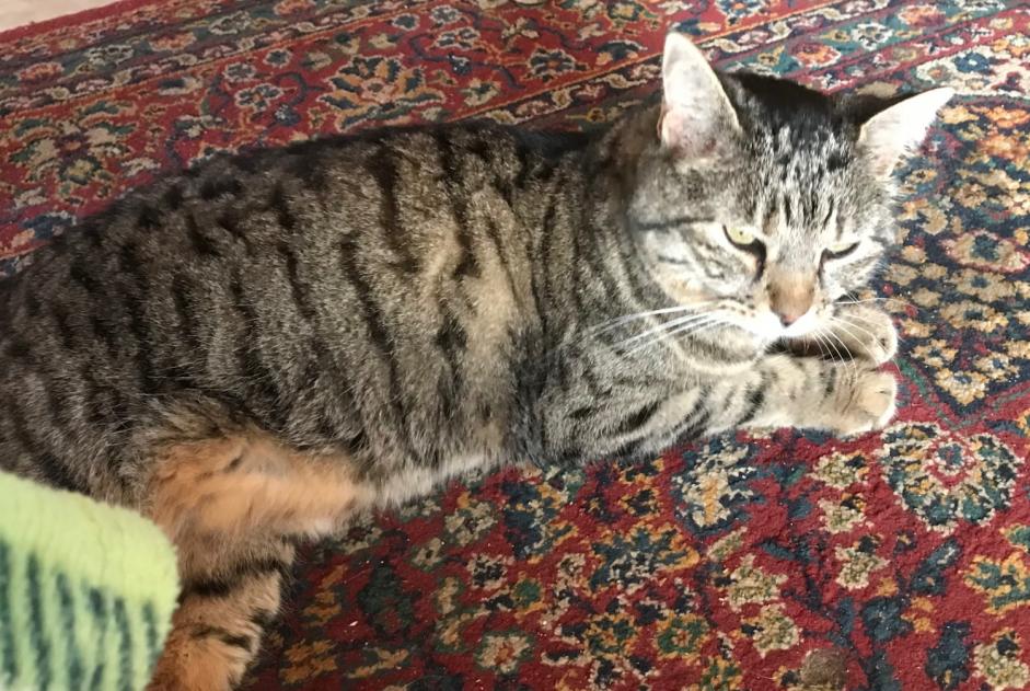 Alerta de Desaparición Gato cruce  Hembra , 15 años Chalais Suiza