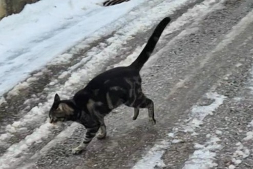 Alerta de Desaparición Gato Hembra , 2 años Château-d’Œx Suiza