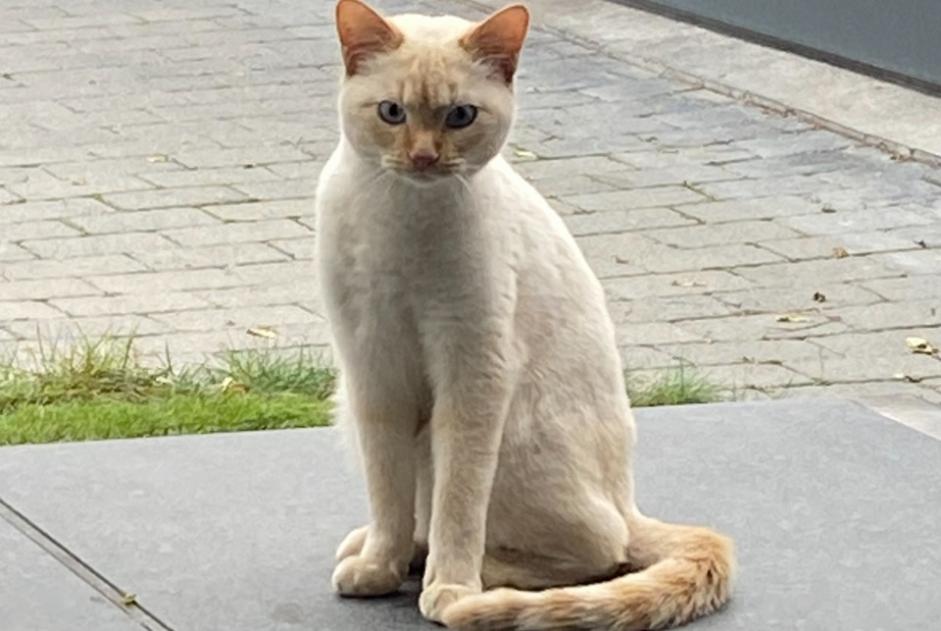 Alerta de Desaparición Gato cruce  Macho , 3 años Isérables Suiza