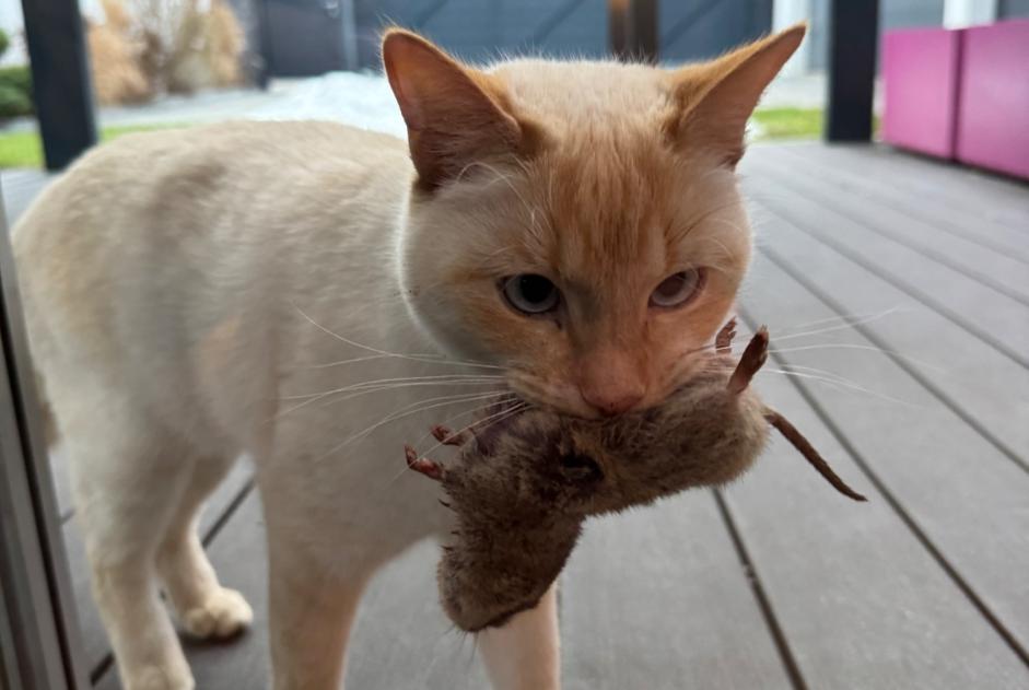 Alerta de Desaparición Gato cruce  Macho , 3 años Isérables Suiza