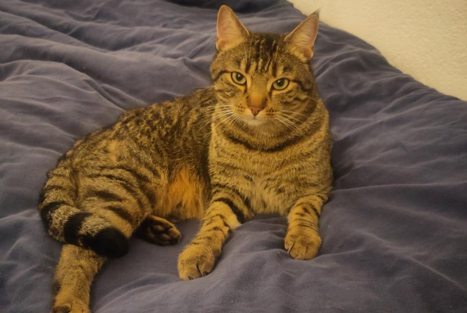 Alerta de Desaparición Gato Macho , 5 años Fribourg Suiza