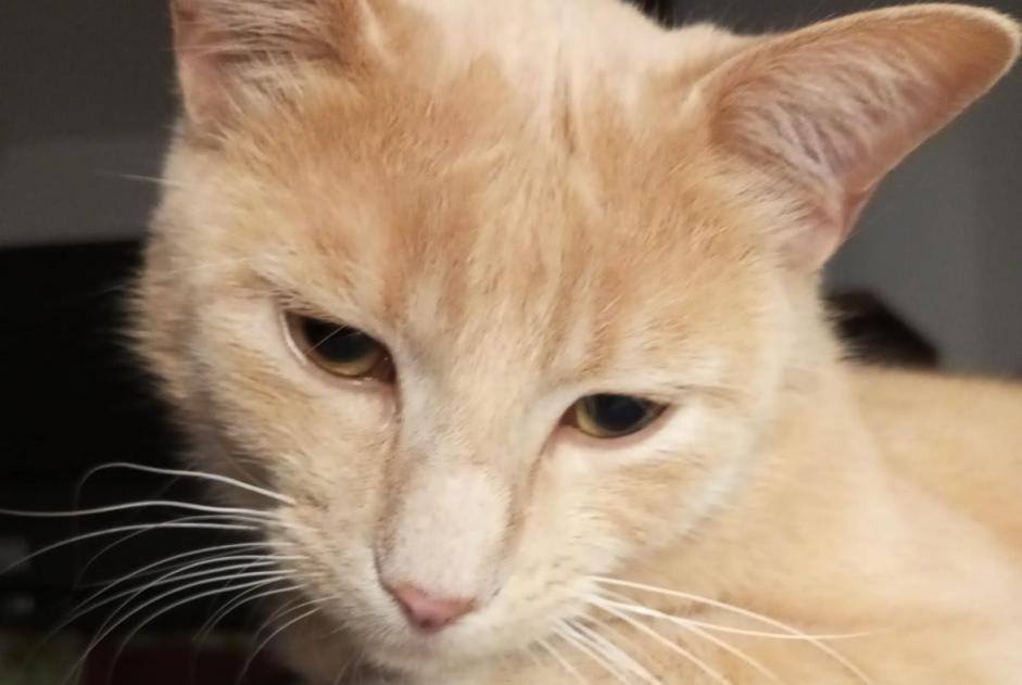 Alerta de Desaparición Gato cruce  Macho , 4 años Lancy Suiza