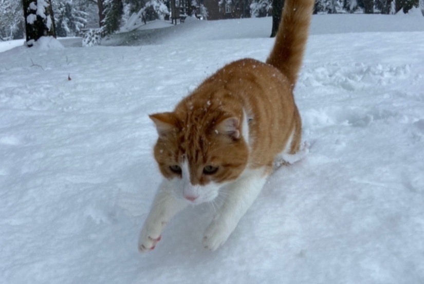 Alerte Disparition Chat Mâle , 8 ans Fribourg Suisse