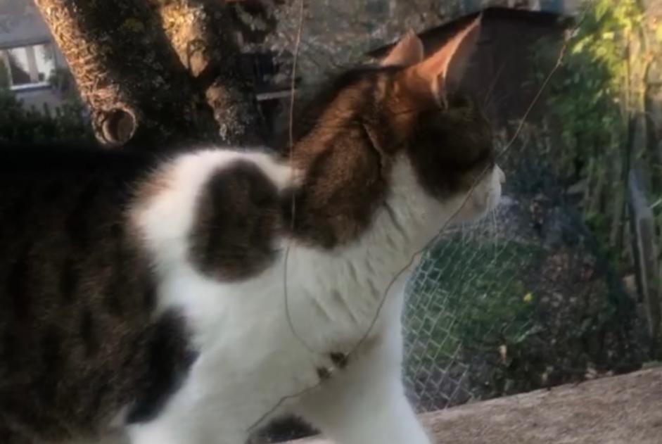 Alerte Disparition Chat Femelle , 10 ans Vufflens-la-Ville Suisse